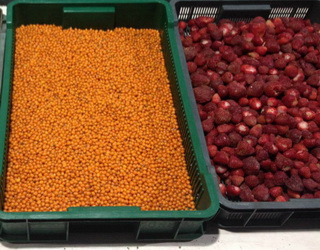 «Ніжин Агроінвест» планує подвоїти потужність заводу з шокової заморозки плодів